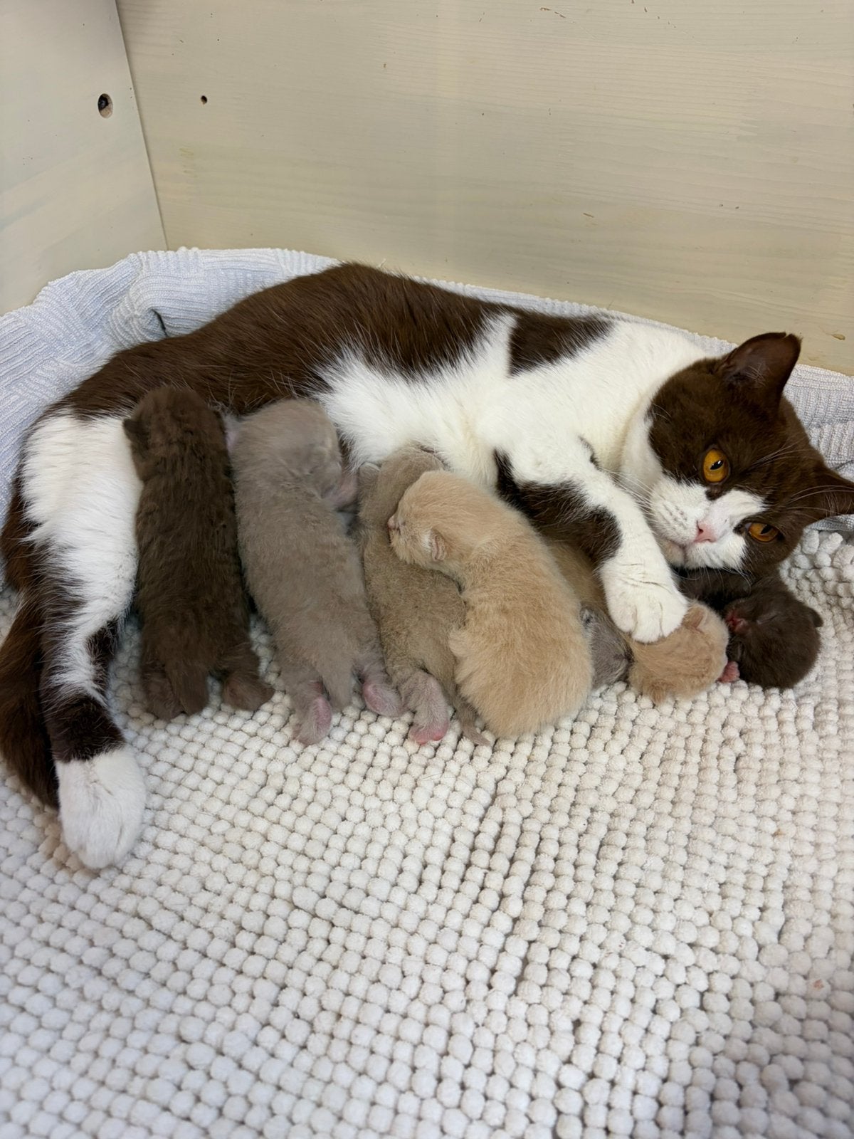 Brits korthaar kittens, Dieren en Toebehoren, Meerdere dieren, Gechipt, 0 tot 2 jaar