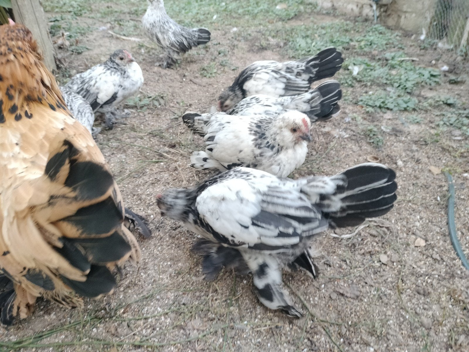 ukkelse baardkriel haantjes, Dieren en Toebehoren