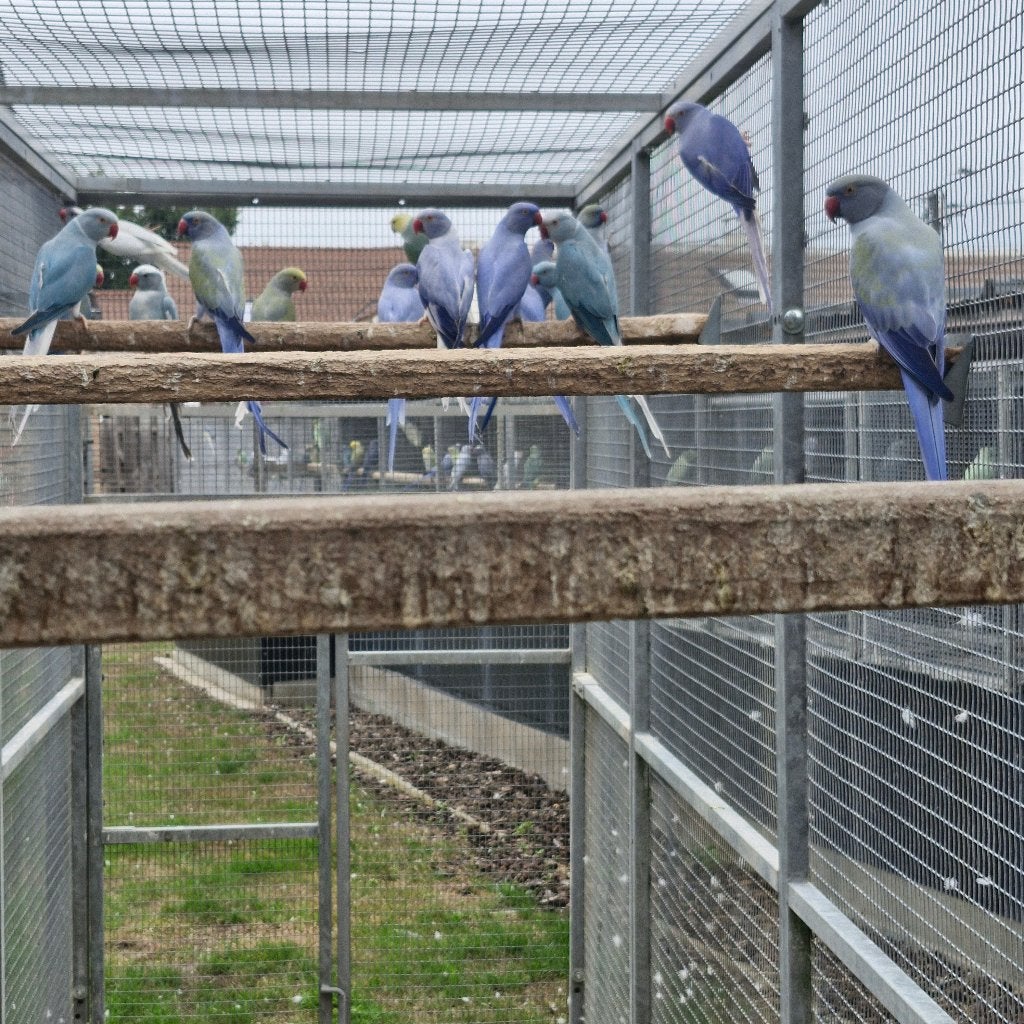 Halsband parkieten, Meerdere dieren, Parkiet, Geringd