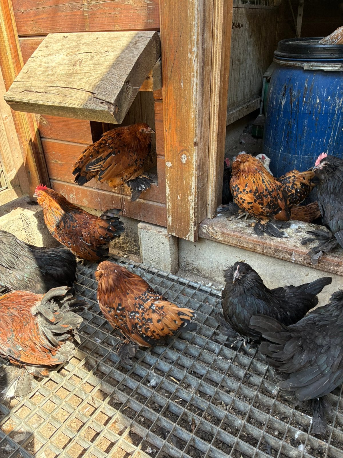 trio ‘s Ukkelse baardkriel:duizendkleur + okerwitporselein, Plusieurs animaux, Poule ou poulet