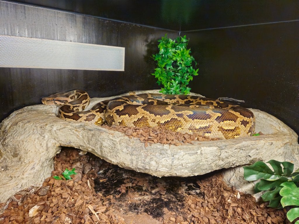 0.1 Python Molures Pimbura, Dieren en Toebehoren, Slang, 7 tot 10 jaar
