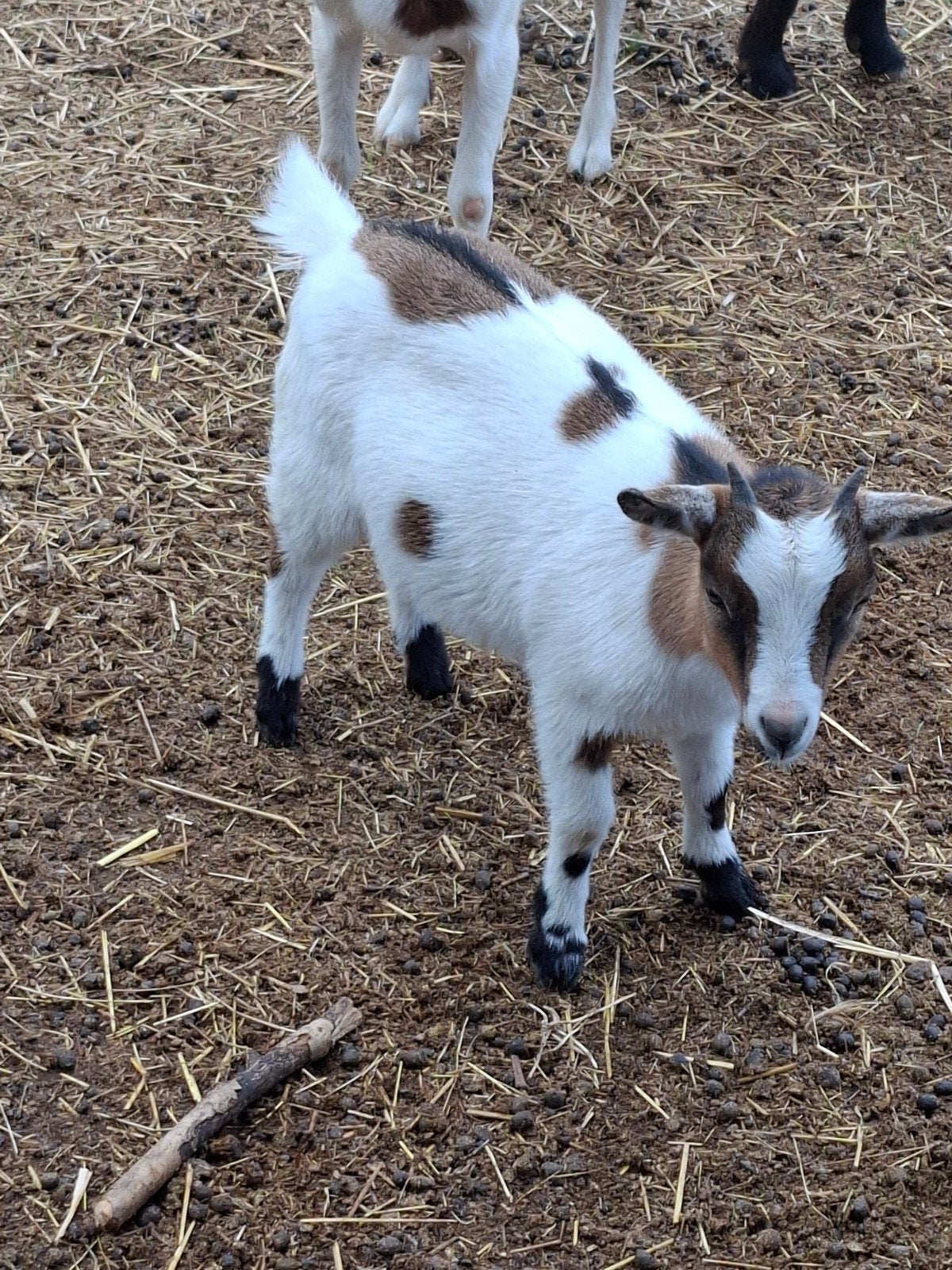 chèvres et bouc, Animaux & Accessoires