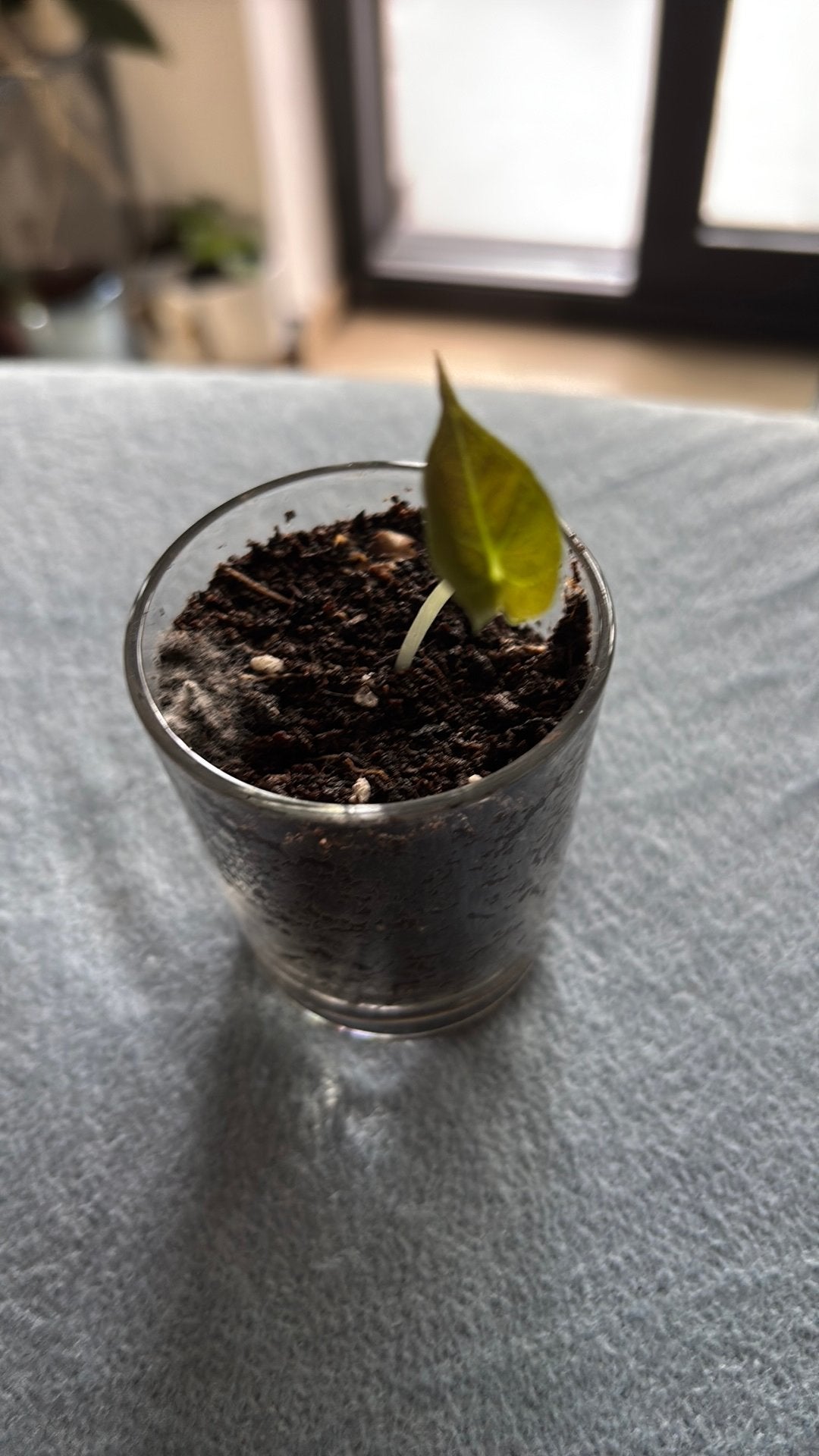 Alocasia bulb just rooted with glass pot baby plant, Huis en Inrichting, Ophalen