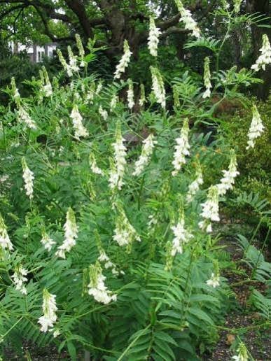 Galega officinalis 'Alba', Volle zon, Vaste plant, Zomer, Ophalen