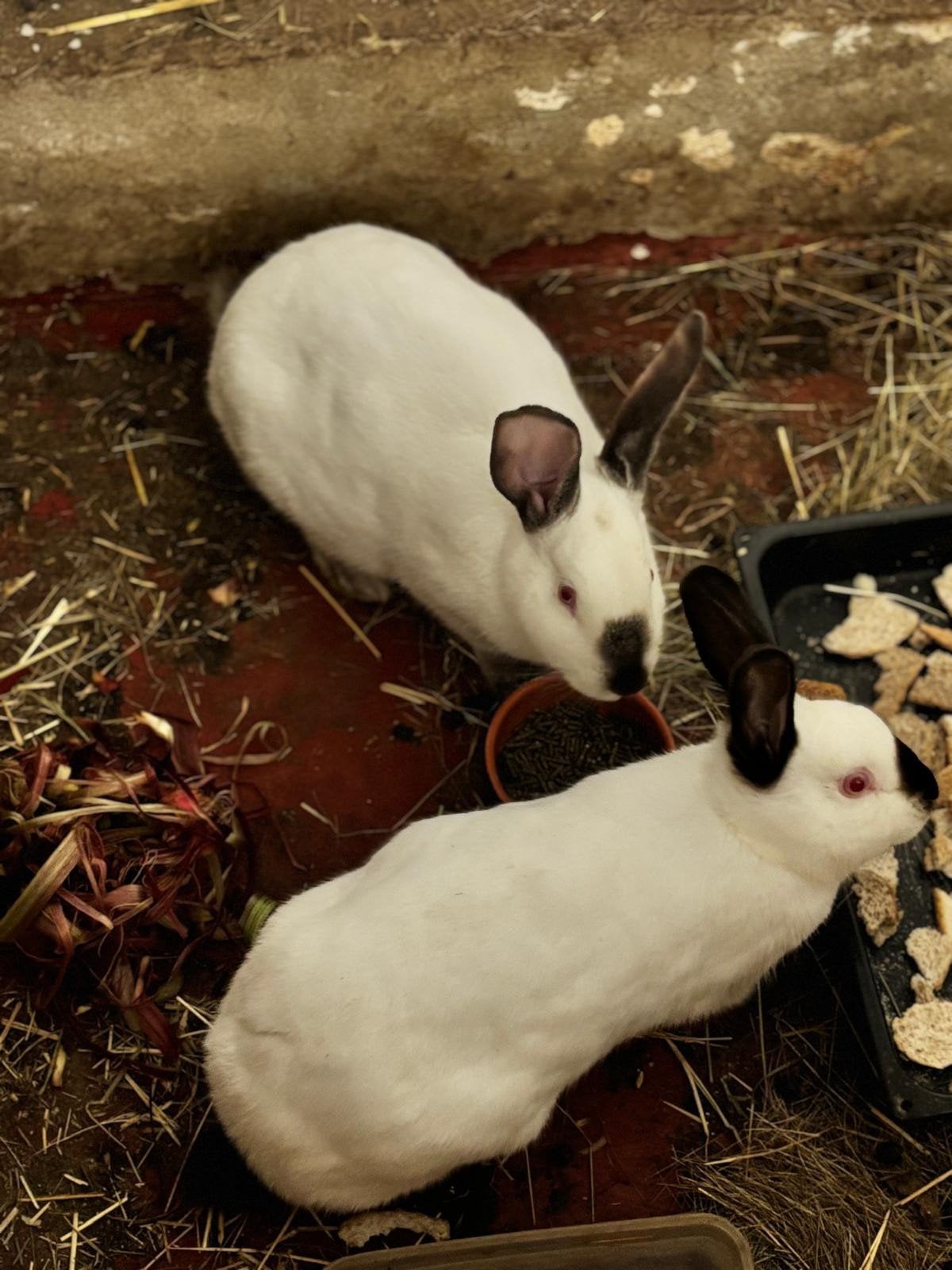 Deux pieds de page californiens avec leurs seins, Animaux & Accessoires, Nourriture pour Animaux, Enlèvement