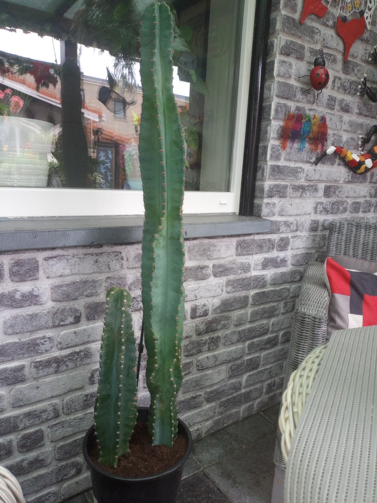 cactussen, Tuin en Terras, Planten | Bomen, Ophalen