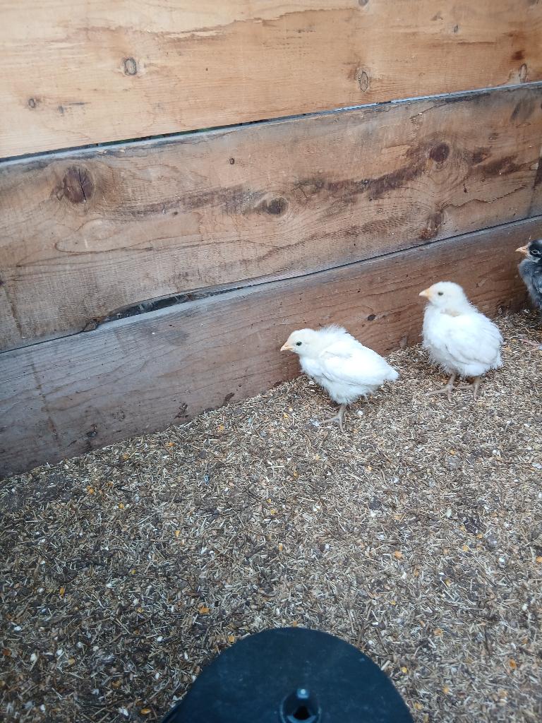 poussins, Animaux & Accessoires, Sexe inconnu, Poule ou poulet