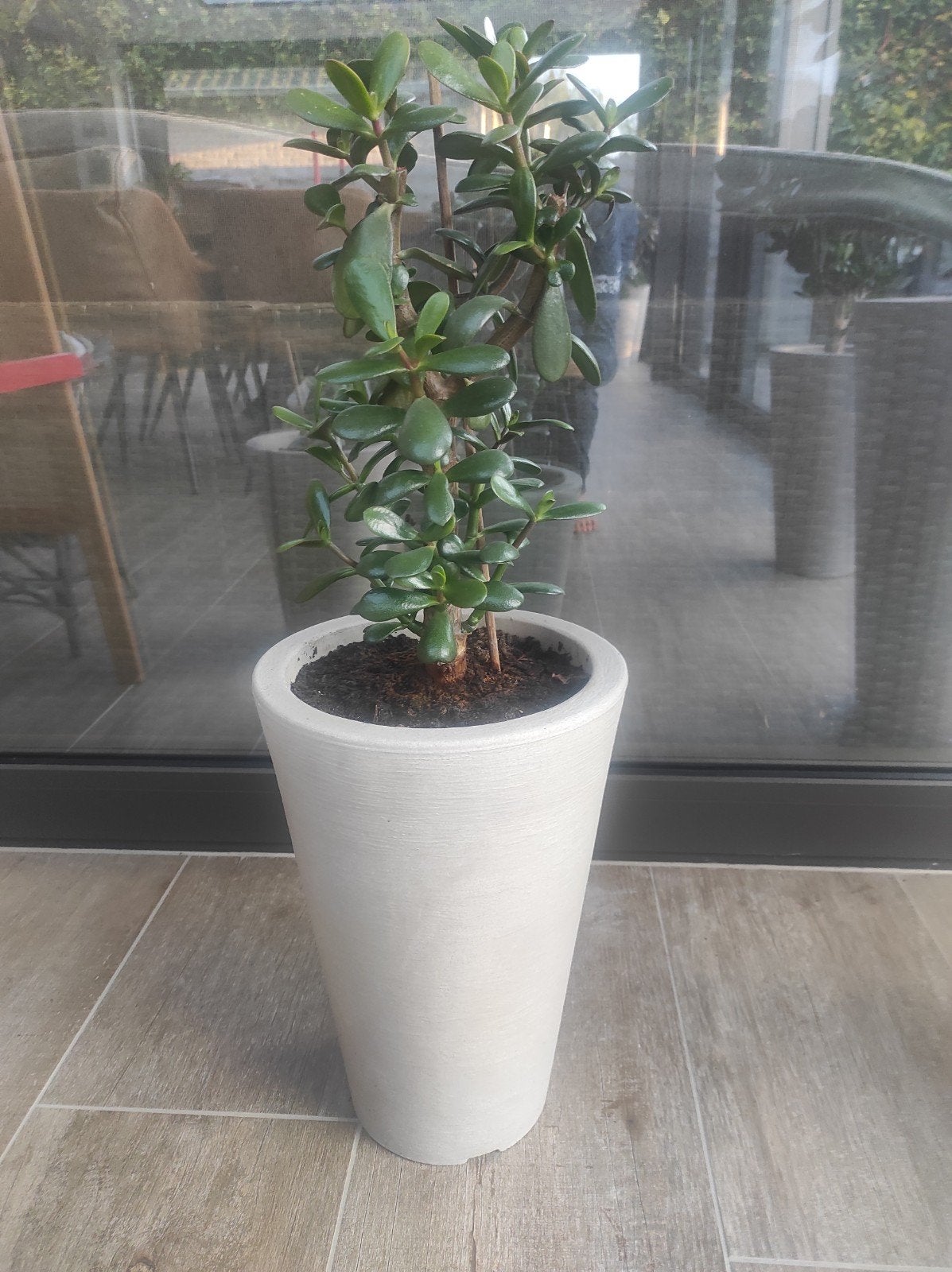 ovata crassula in pot, Tuin en Terras, Ophalen