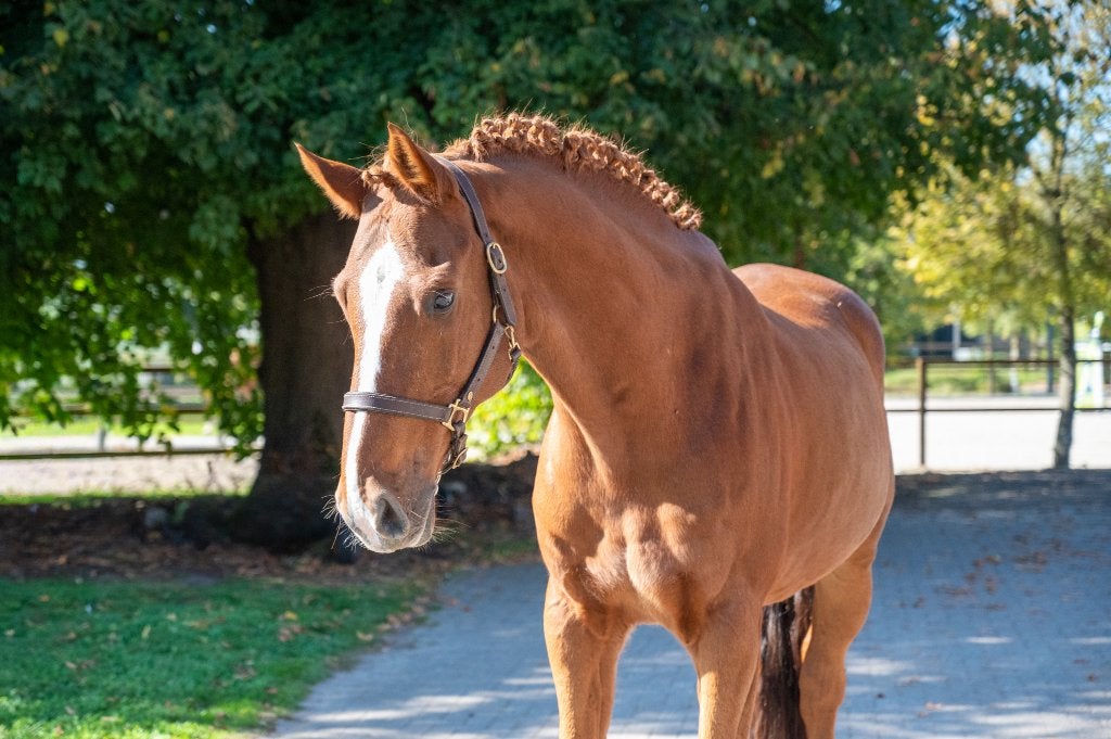 HARLEY VDL x NUMERO UNO Ruin || ESHA 13 - 17/11/2026, Dieren en Toebehoren, Met stamboom, Springpaard, Z, Ruin