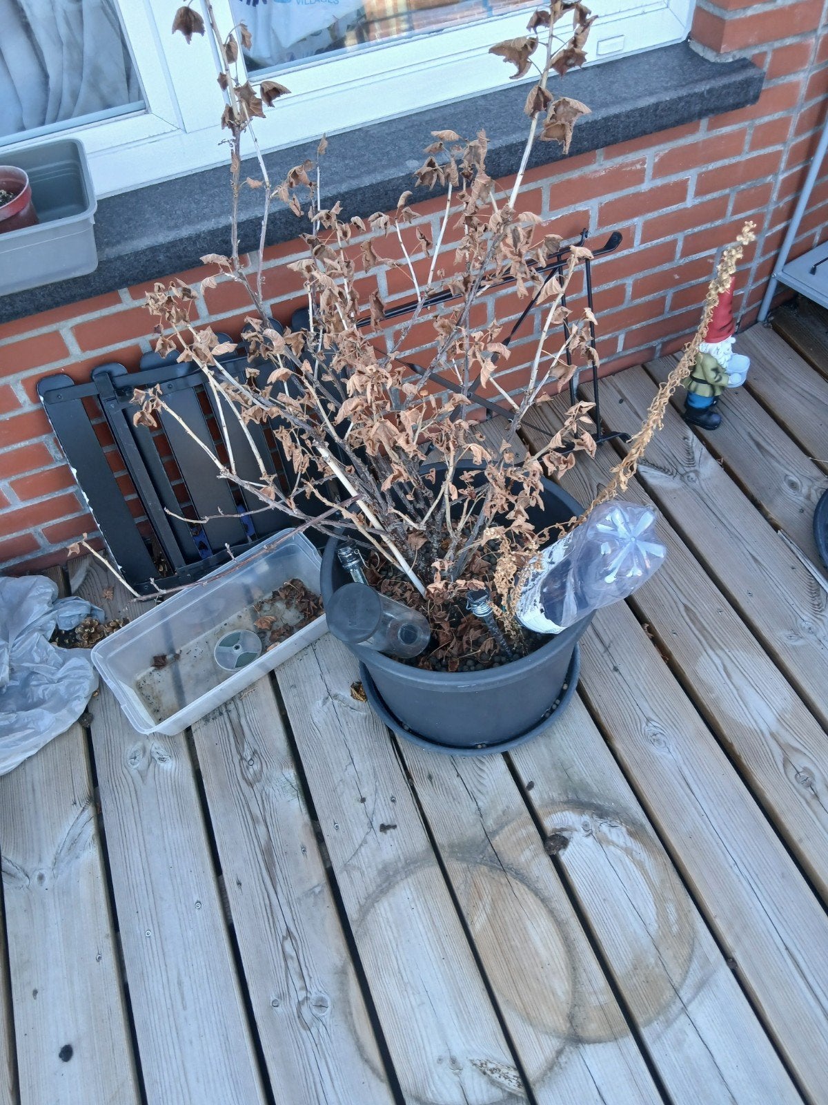 een struik  plant  van bessen, Tuin en Terras, Ophalen