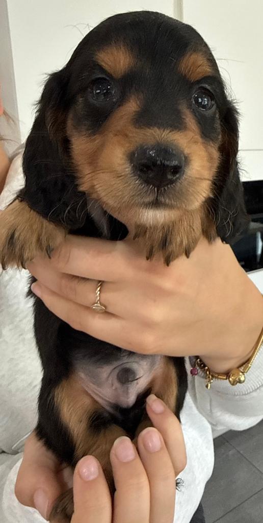 Teckel pups dwerg langhaar, Dieren en Toebehoren, Honden | Teckels en Dashonden, Parvo, België, Fokker | Hobbymatig, 8 tot 15 weken