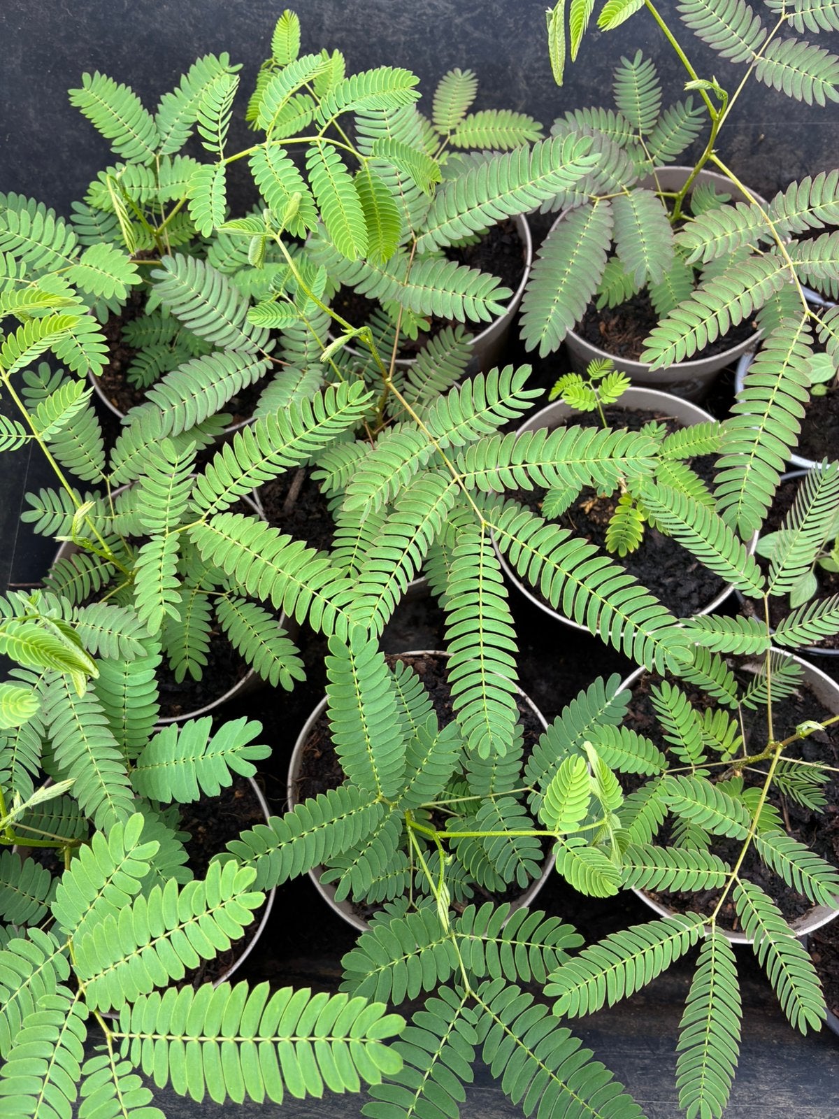 Perzische slaapboom, Tuin en Terras, Ophalen