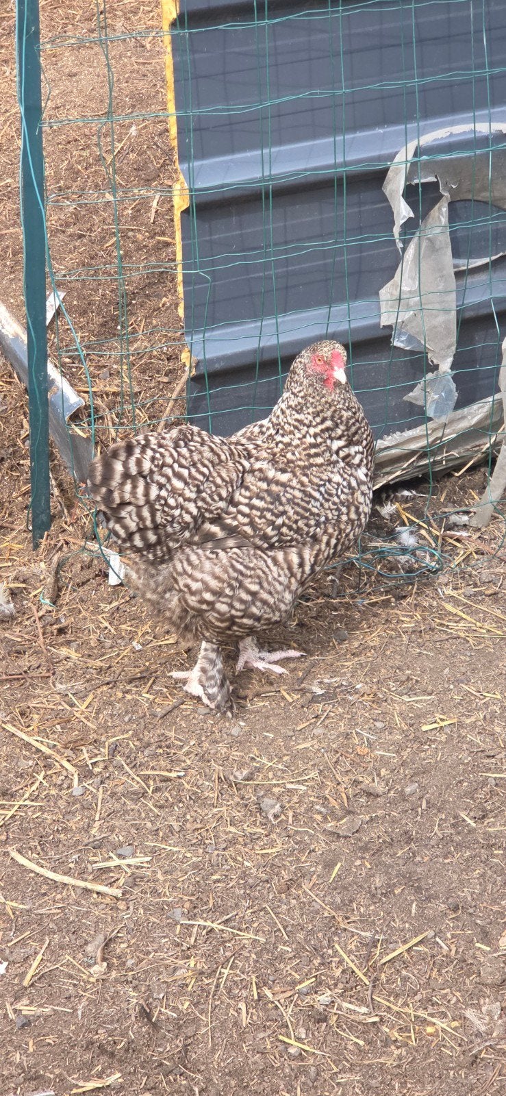 coucou de maline tête de dindon, Dieren en Toebehoren, Pluimvee