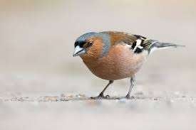 vink, Mâle, Oiseau chanteur sauvage, Bagué
