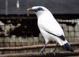balispreeuwen ( leucopsar rothschildi ), Dieren en Toebehoren, Vogels | Overige Vogels, Meerdere dieren, Tropenvogel, Geringd