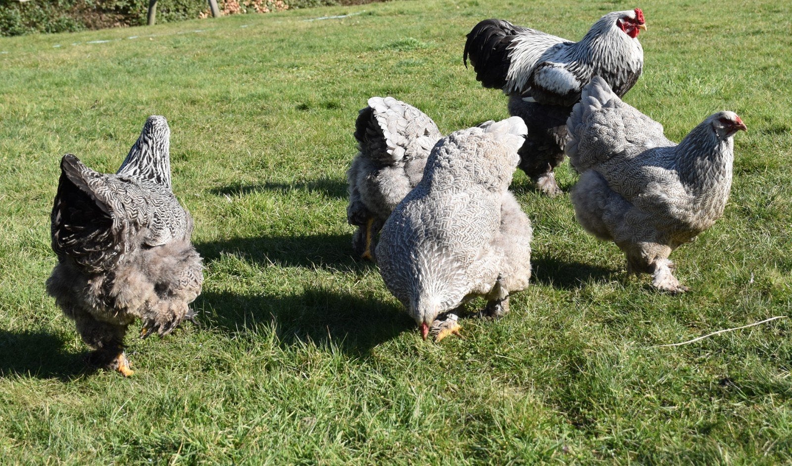 Brahma blauwzilverpatrijs