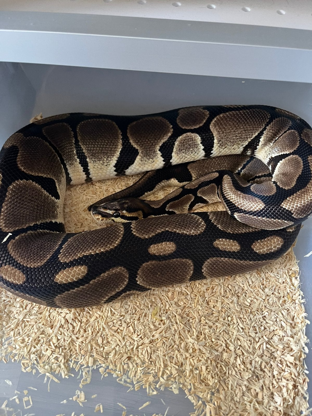 Sale Antwerpen Div.Koningspythons,Ball Python,Python Regius Ball Python photo 19