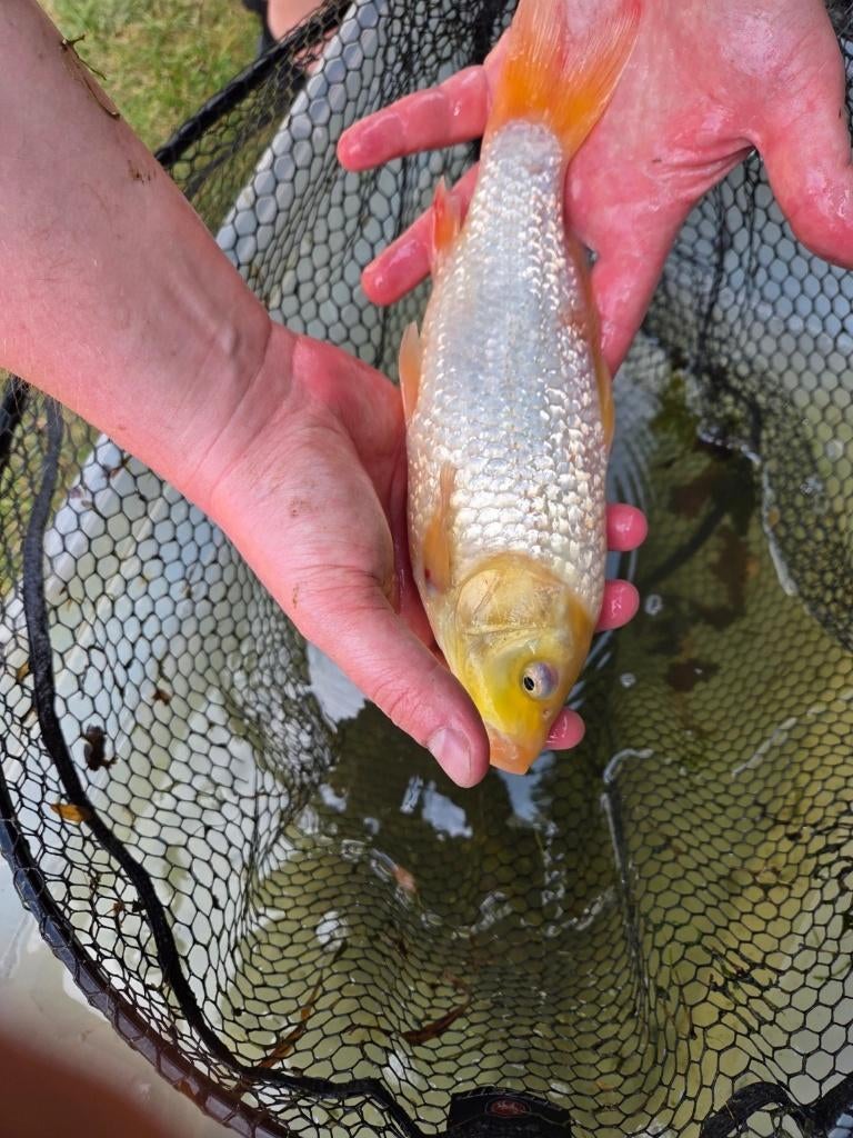 Mooie koi 27 cm - eigen kweek, Dieren en Toebehoren, Vissen | Vijvervissen