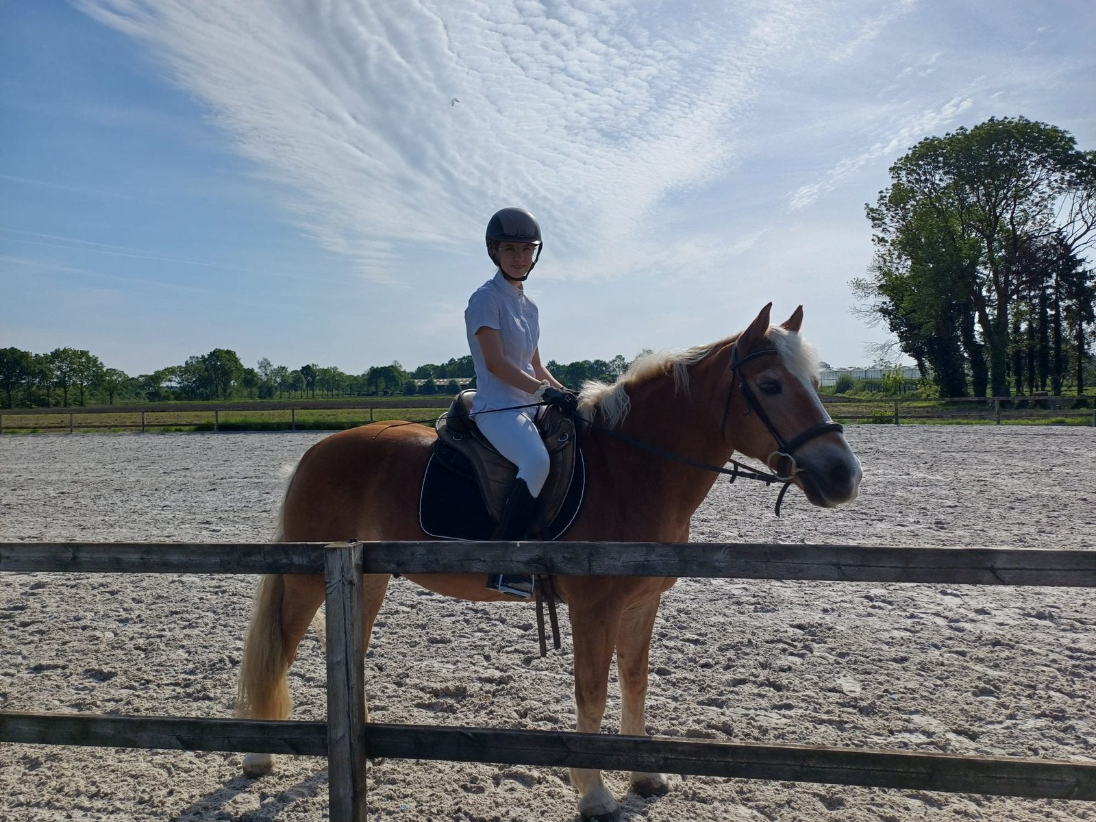 Gezocht: Verzorgpaard / Halve stal, Animaux & Accessoires, Chevaux
