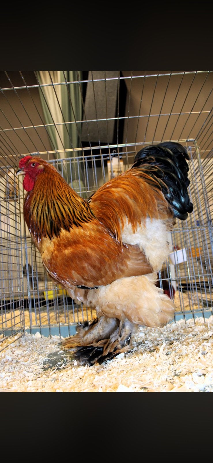 Brahma buff haan, Mâle, Poule ou poulet