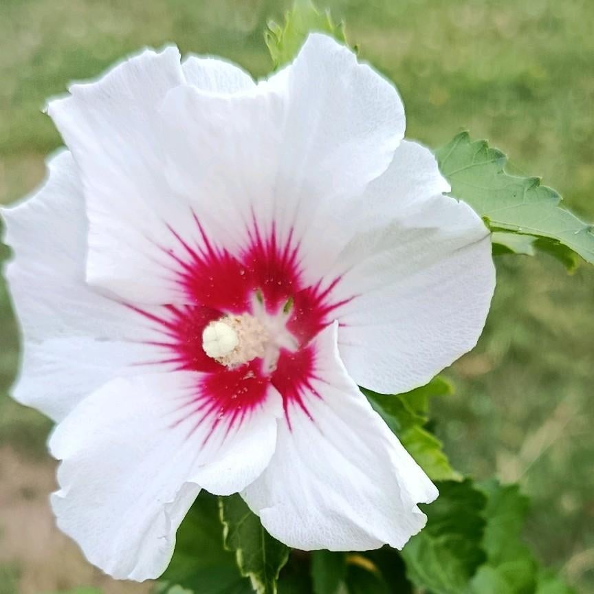 Arbre rustique Hibiscus syriacus., Enlèvement, Hiver