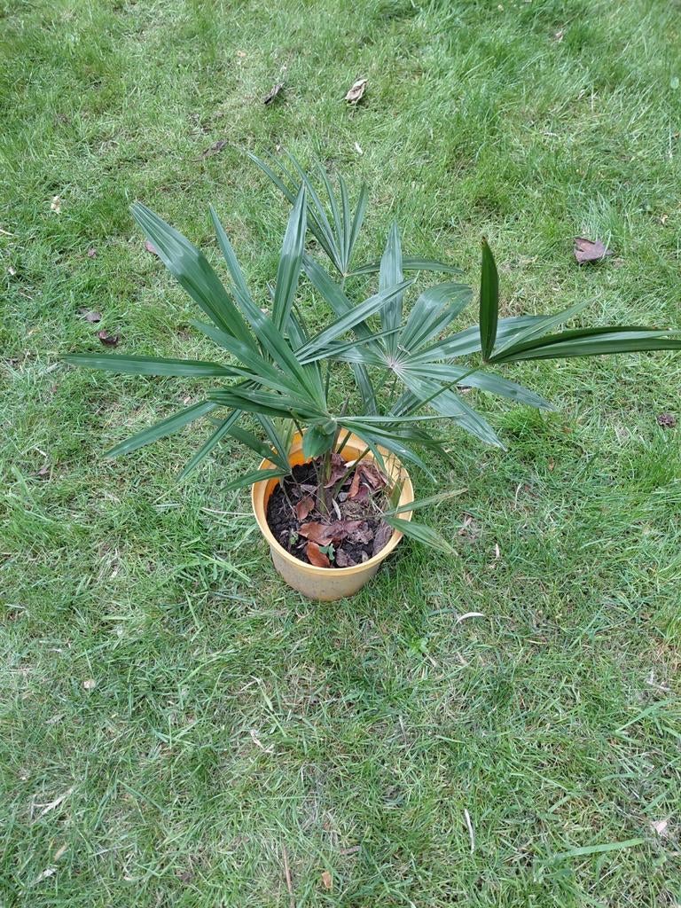 Trachycarpus fortunei palmboom spotprijs, Enlèvement