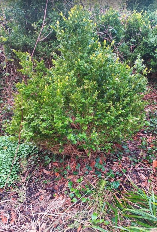 Buxus, Ophalen, Buxus, Struik