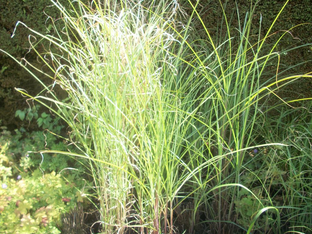 Miscanthus Gracillimus, Ophalen, Volle zon, Vaste plant, Siergrassen