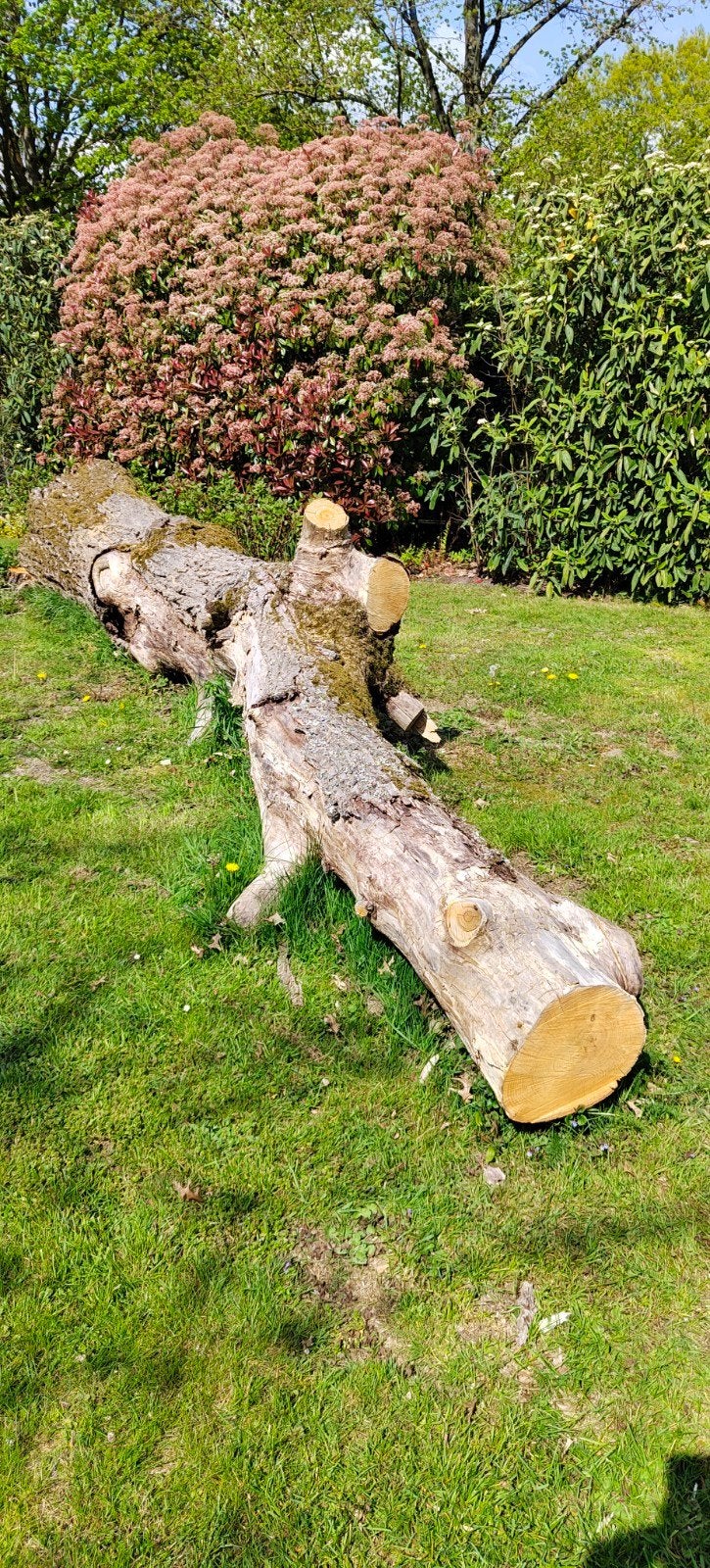 Stronk kastanjehout, 3 tot 6 m³, Ophalen, Eikenhout, Stammen