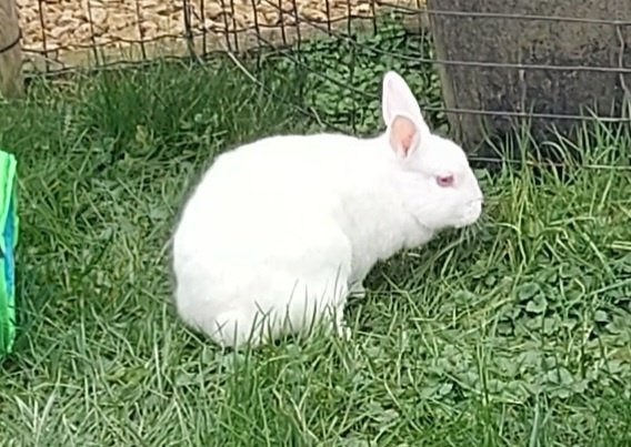 Albino dwergkonijn (vrouw), Dieren en Toebehoren, Vrouwelijk