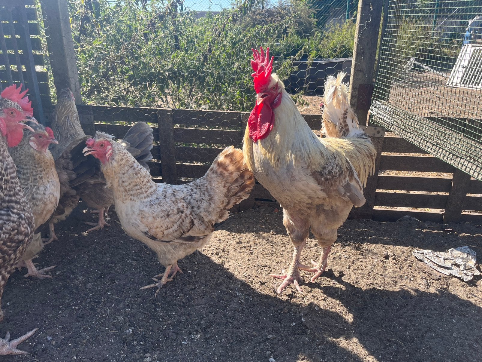 Gratis kippen en haan, Animaux & Accessoires, Plusieurs animaux, Poule ou poulet