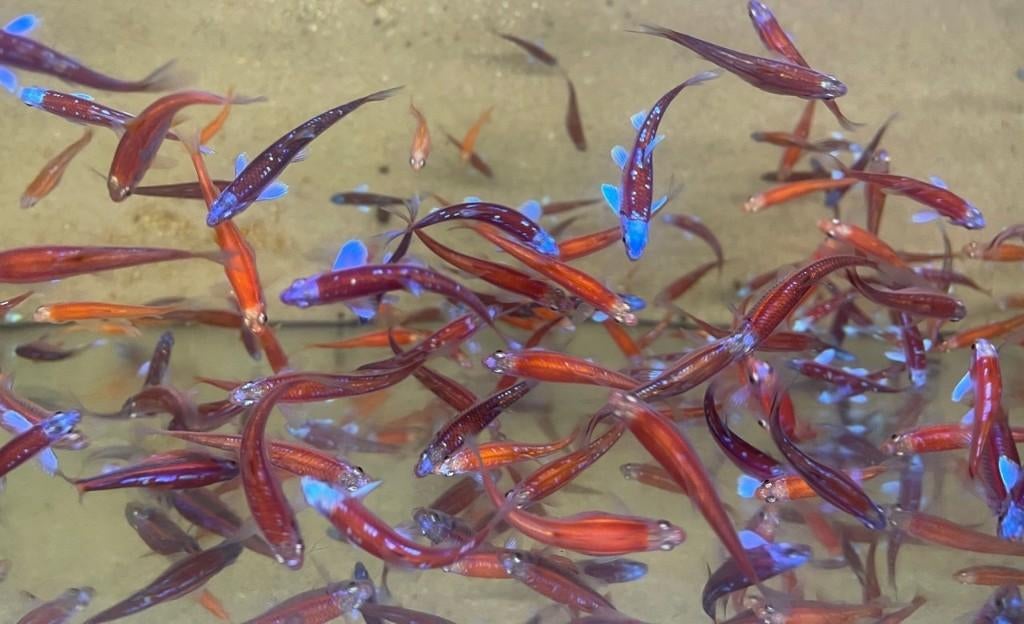 Rainbow Shiners (Notropis Chrosomus), Poisson, Poisson d'eau douce, Banc de poissons