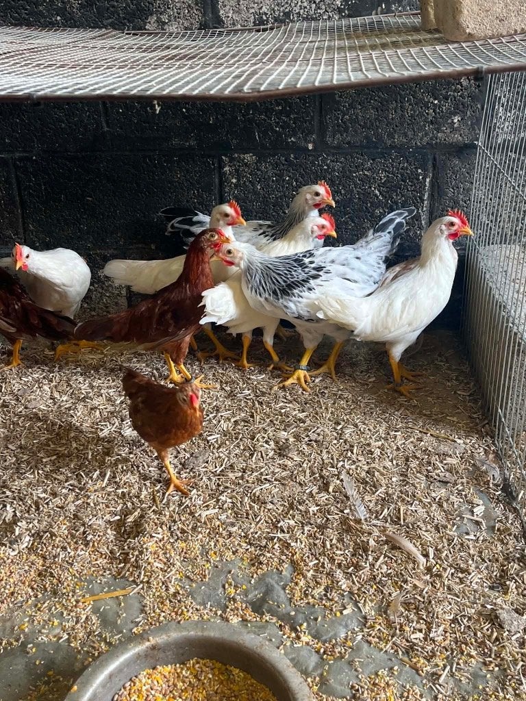 Coqs leghorns 2026, Dieren en Toebehoren, Mannelijk, Kip