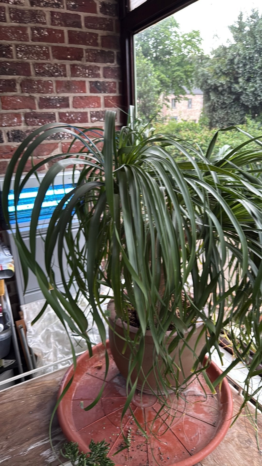Deze Beaucarnea, Huis en Inrichting, Kamerplanten, Ophalen