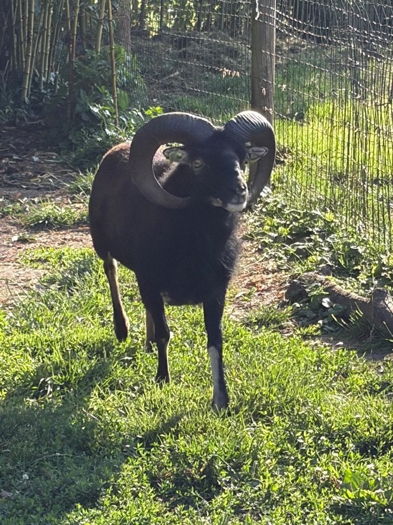 Soay ram en Soay lam, Dieren en Toebehoren, Schapen, Geiten en Varkens, Schaap, Mannelijk, 0 tot 2 jaar