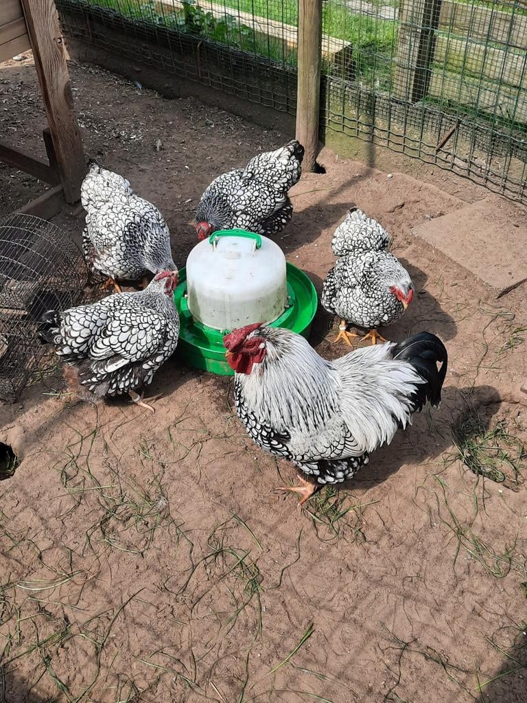 Broedeieren van de wyandotte kriel zwart-wit gezoomd, Dieren en Toebehoren, Pluimvee