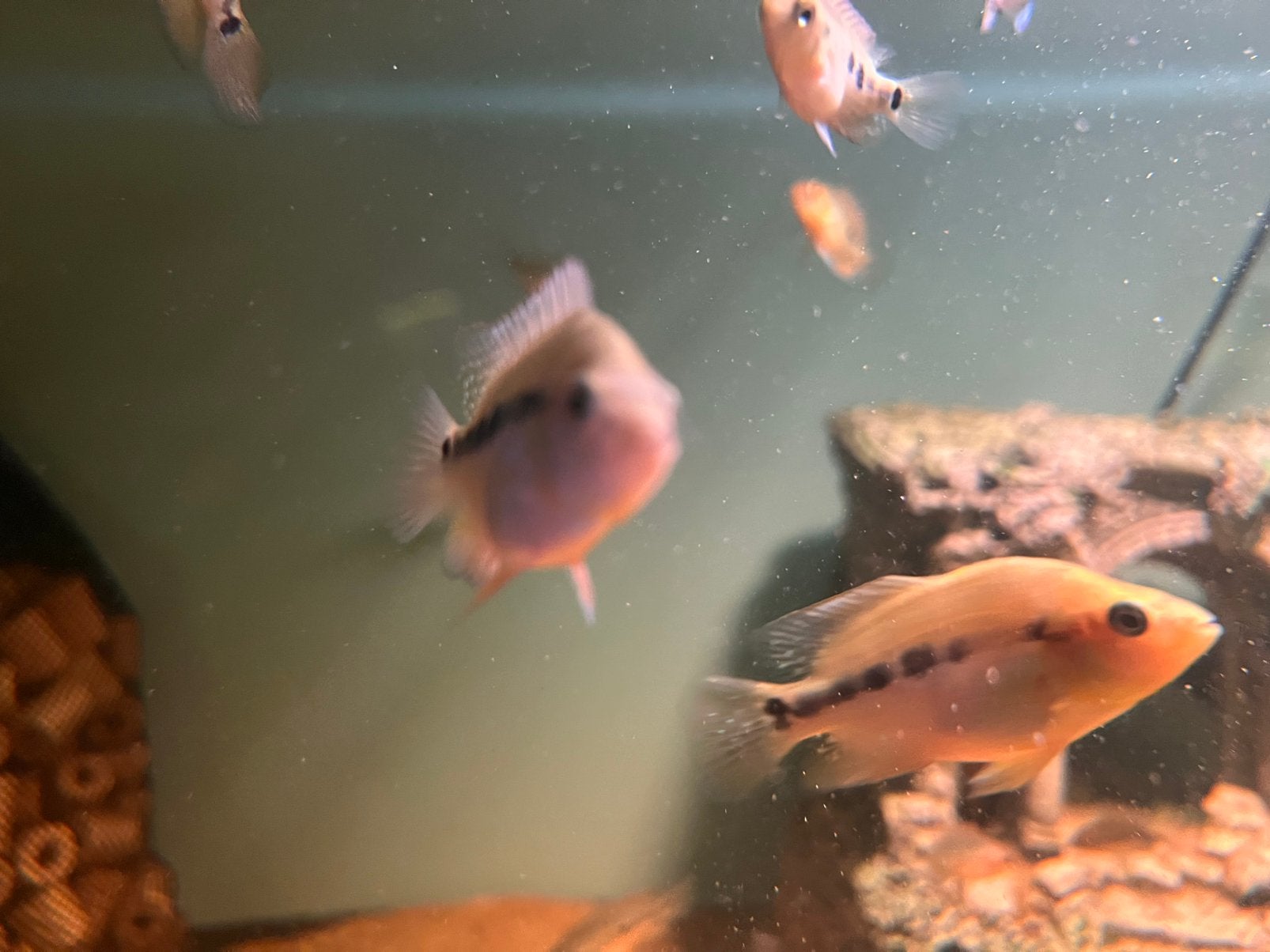 Eigen kweek Flowerhorn/Blood parrot kruising, Animaux & Accessoires, Poissons | Poissons d'aquarium, Poisson, Poisson d'eau douce