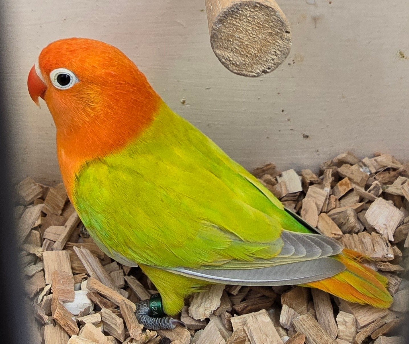 Dilute Opaline Groen//Blauw Fischeri 2026, Dieren en Toebehoren, Vrouwelijk, Dwergpapegaai of Agapornis, Geringd