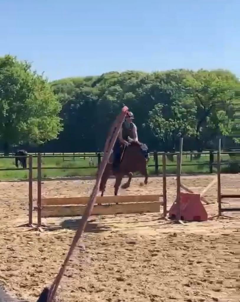 Ruiter gezocht: 5 jarige D pony top afstamming, Dieren en Toebehoren, Merrie
