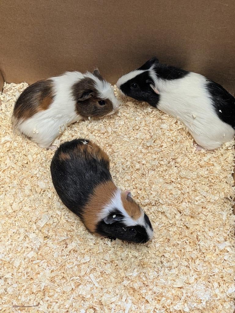 Cavia zeugies, Dieren en Toebehoren, Januari, Cavia