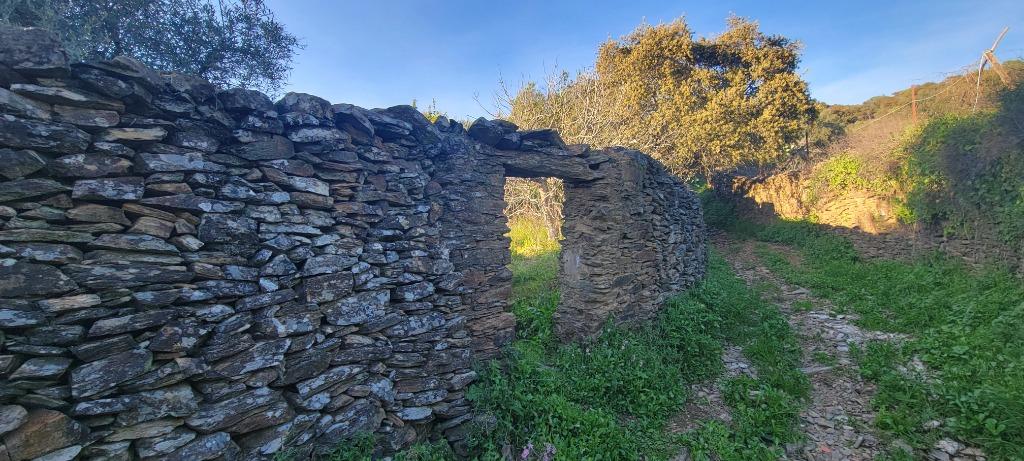 Oliveraie/Extremadura/L'Espagne/ 28 oliviers /10 000€->8800€, Maison d'habitation, Ventes sans courtier, Espagne, Campagne