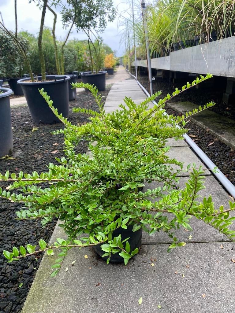 Lonicera nitida 'Maigrun, Hagen en sierheesters.