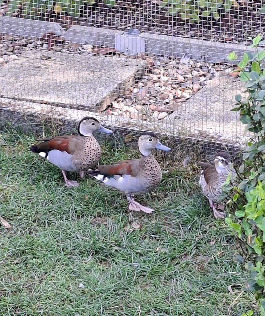 Onverwant koppel Roodschoudertaling, Meerdere dieren, Eend