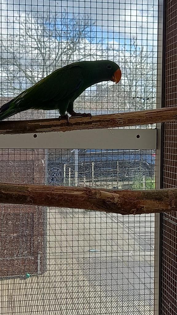 Edel papegaai, Dieren en Toebehoren, Vogels | Parkieten en Papegaaien, Mannelijk, Papegaai, Geringd