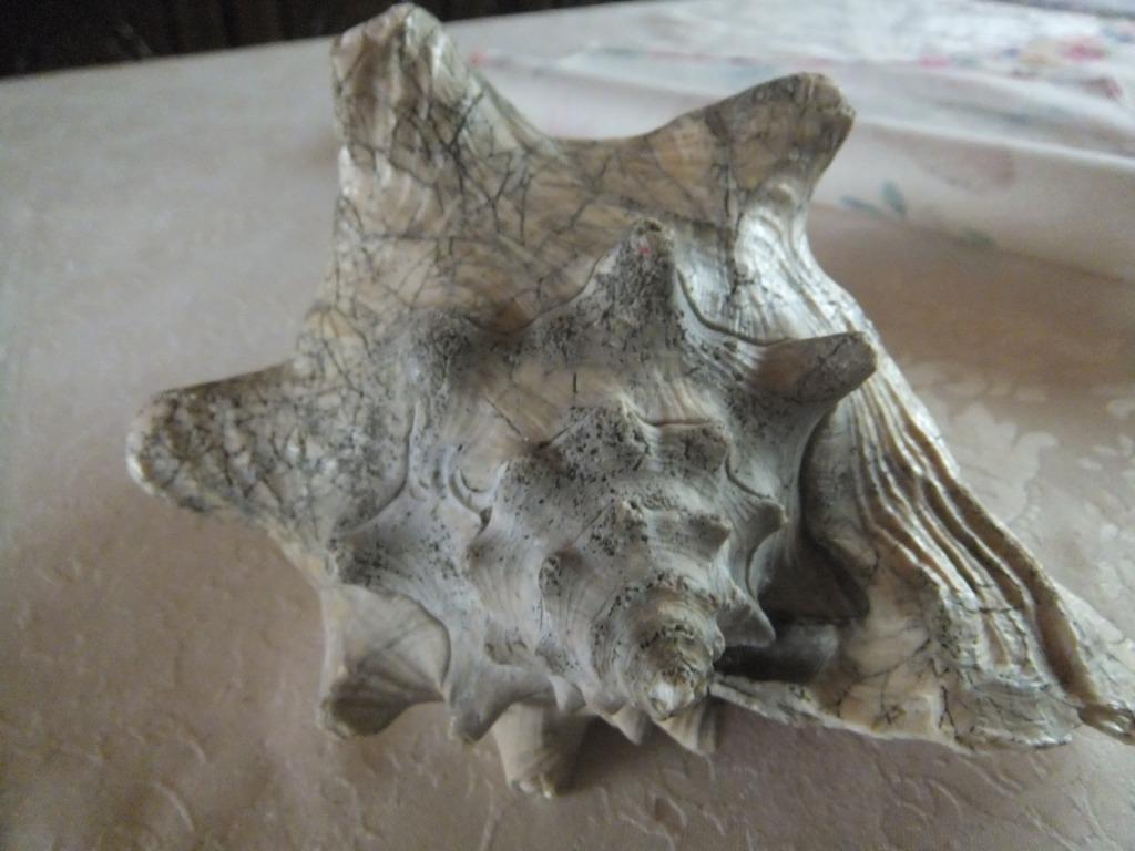 grote oude schelp,, Verzamelen, Mineralen en Fossielen, Ophalen of Verzenden, Schelp(en)