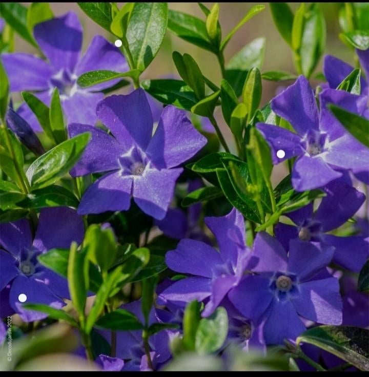 Pervenches Vivaces bien enracinées, Jardin & Terrasse, Enlèvement ou Envoi