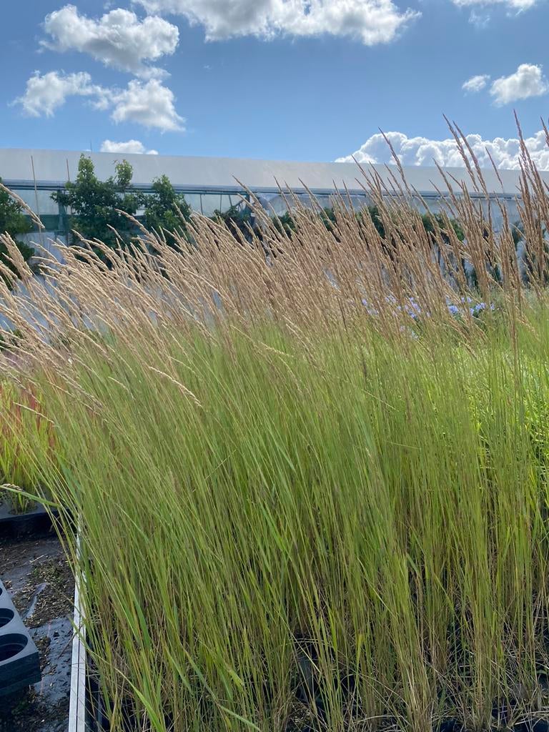 Calamagrostis acutiflopra 'Karl Foerster', Siergras, Ophalen, Herfst, Siergrassen, Volle zon