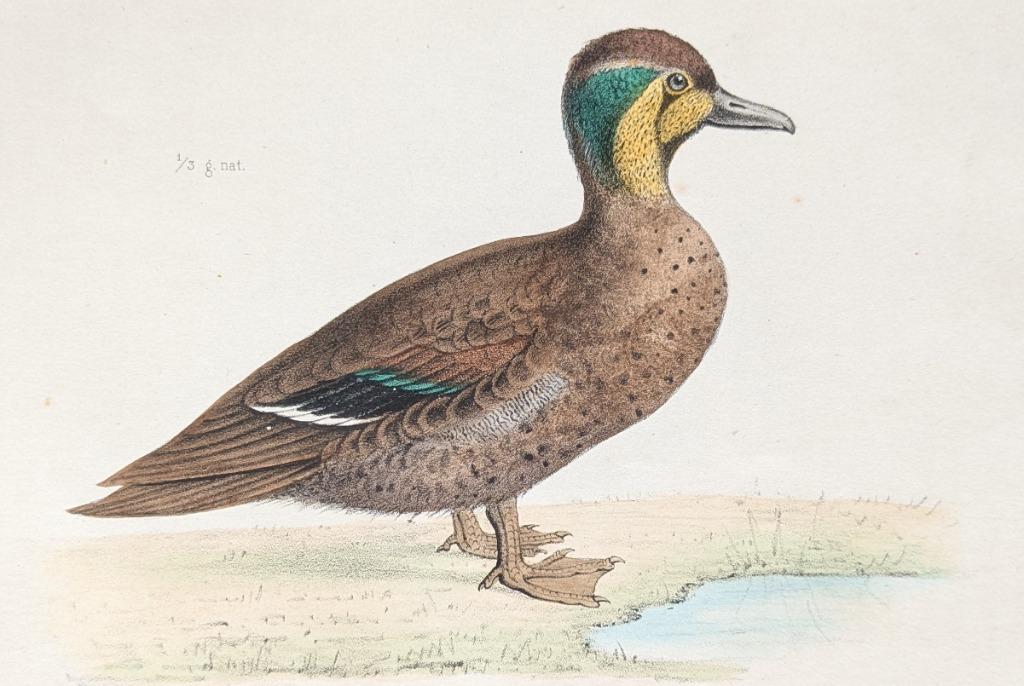 hand ingekleurde litho van een eend 1854 - Anas formosa, Ophalen of Verzenden
