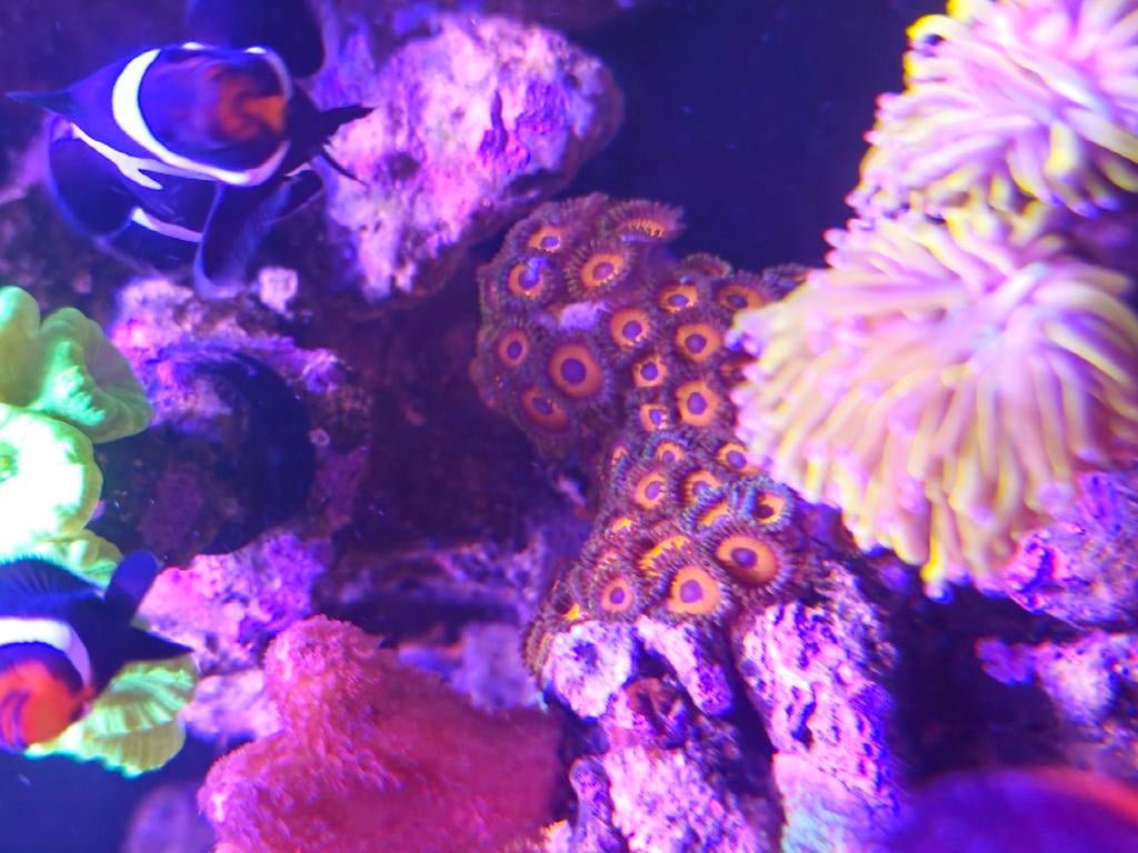 Zoanthus, Animaux & Accessoires, Poissons | Poissons d'aquarium, Autres types, Poisson de mer