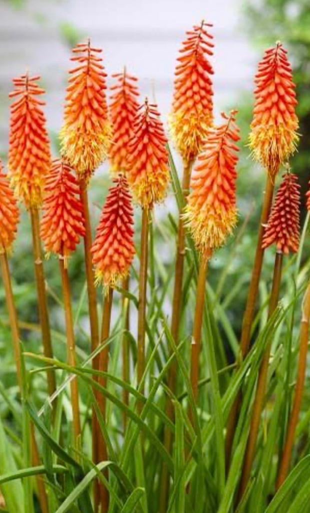 Kniphofia, Tuin en Terras, Planten | Tuinplanten, Vaste plant, Halfschaduw, Ophalen